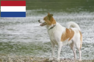 Přečtete si více ze článku Chovatelé norrbottenspitzů a štěňata v Nizozemsku