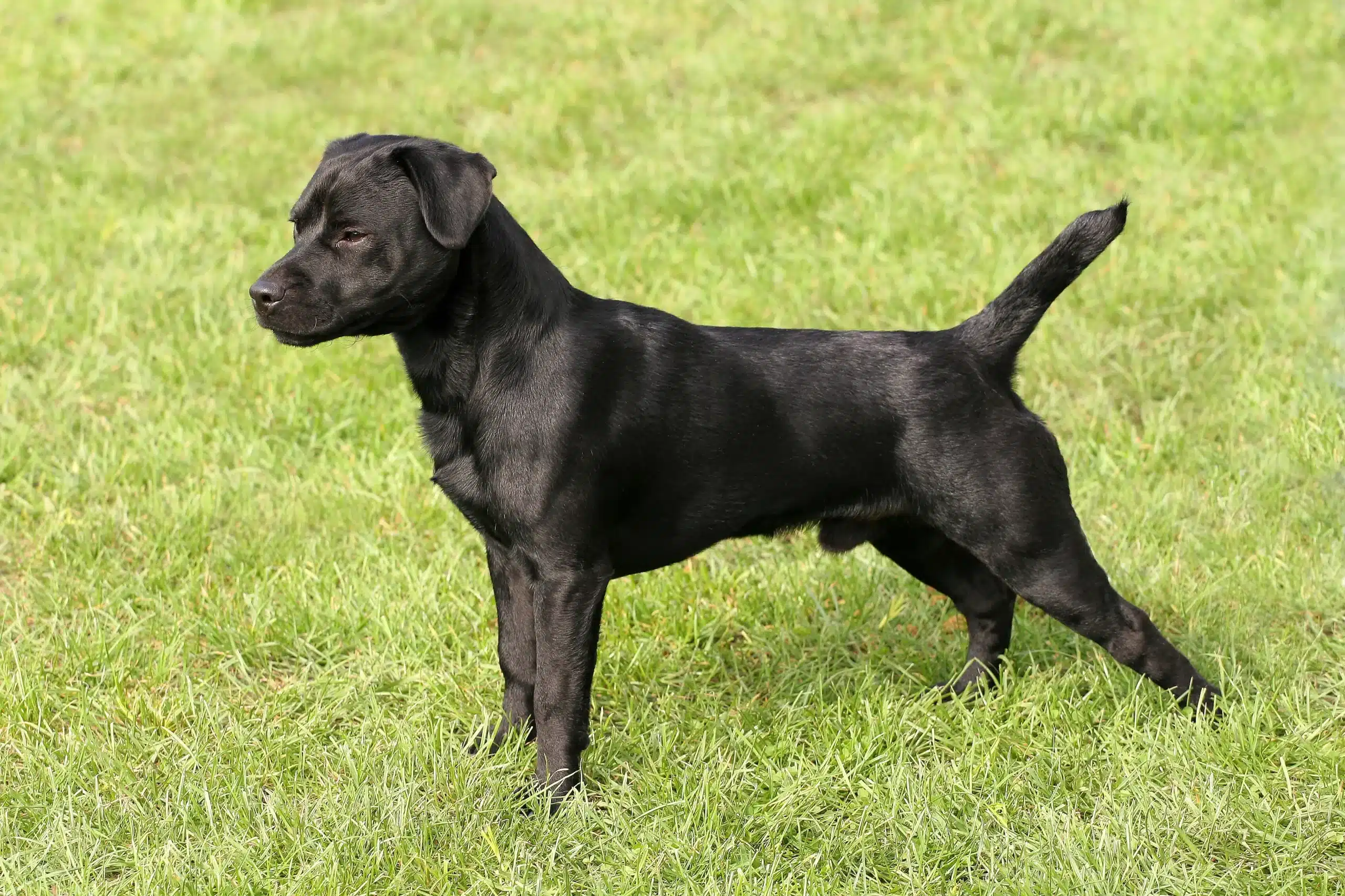 Přečtete si více ze článku Chovatel patterdale teriérů