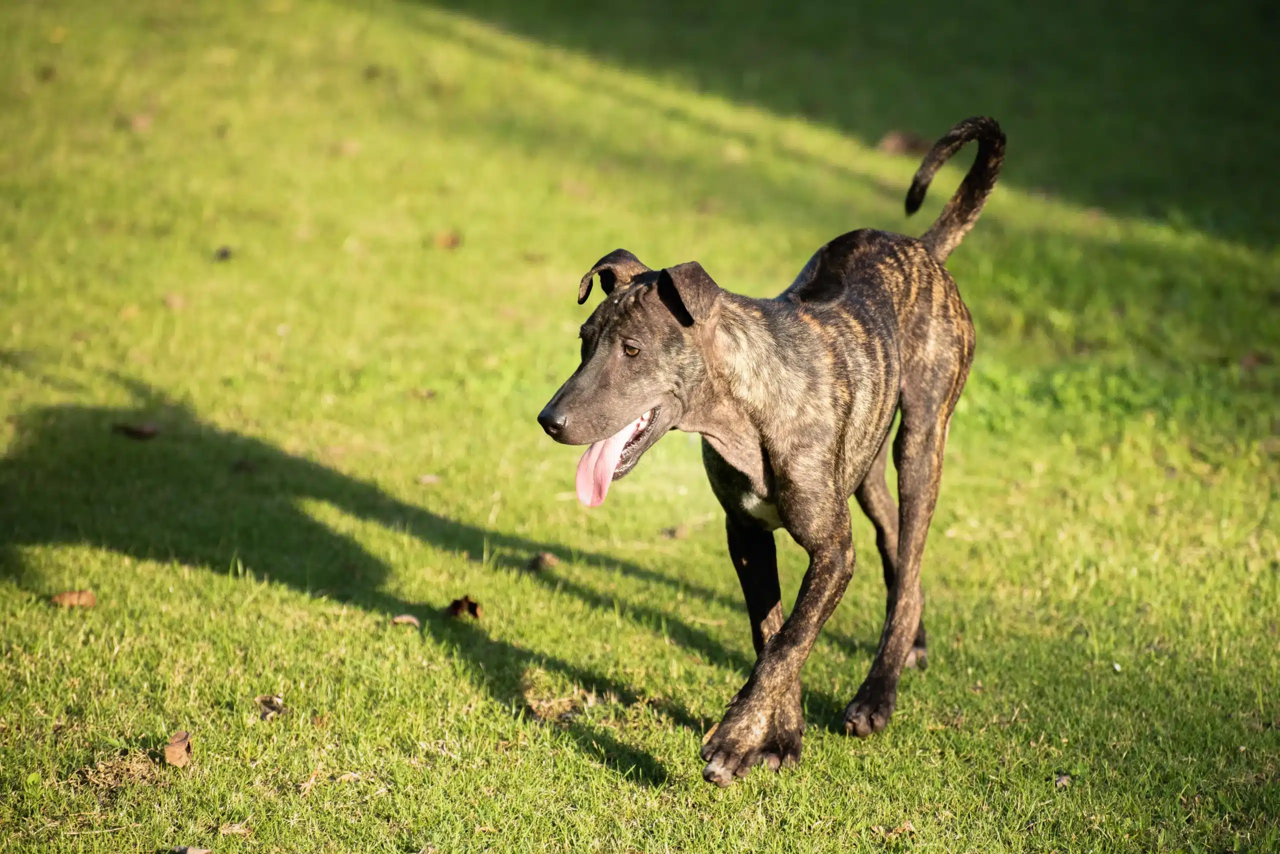 Přečtete si více ze článku Phu Quoc Ridgeback chovatel