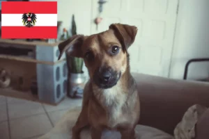 Přečtete si více ze článku Chovatelé rakouských pinčů a štěňat v Rakousku