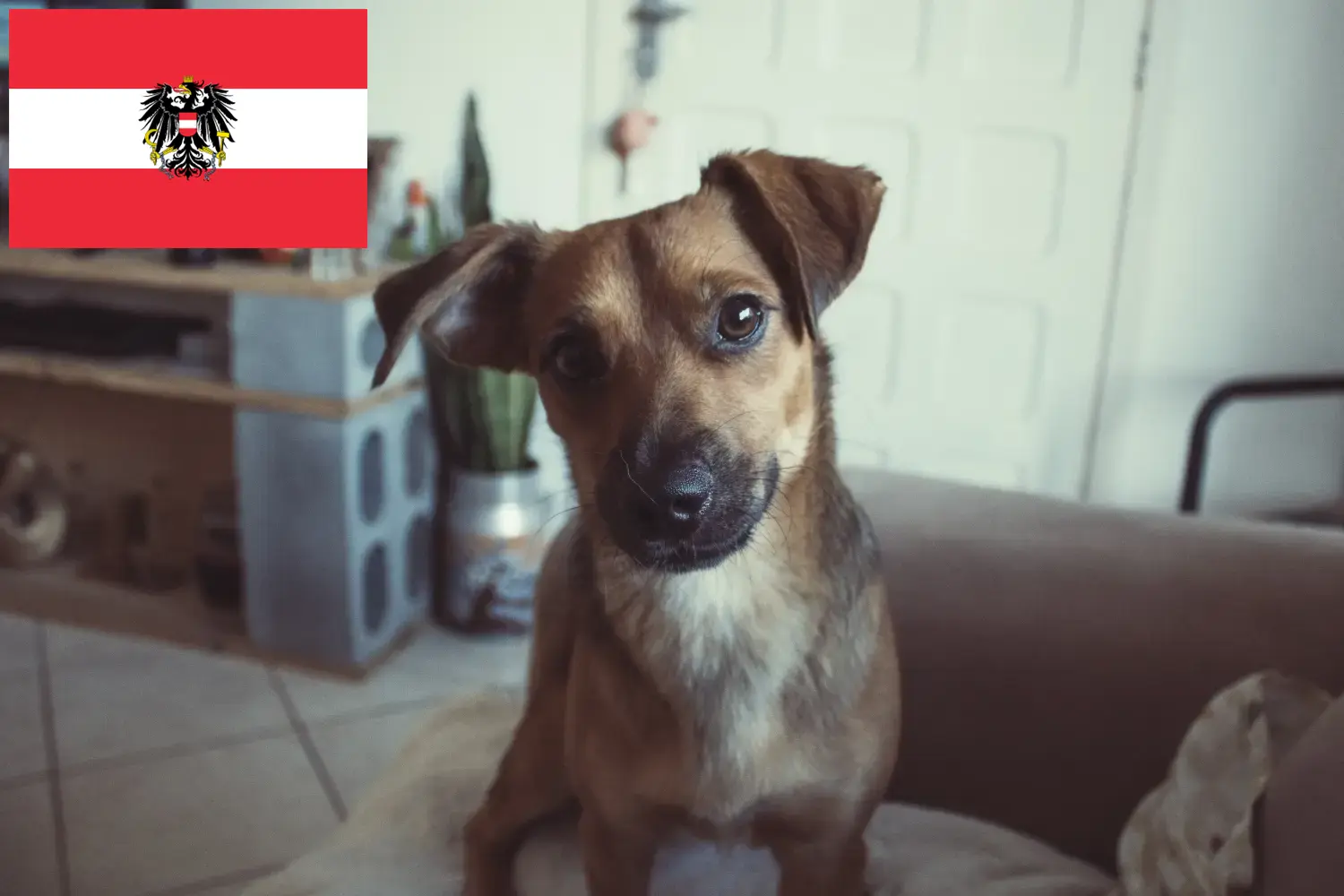 Rakouský pinč štěňata a chovatelé Rakousko Zde najdete chovatele rakouských pinčů v Rakousku.