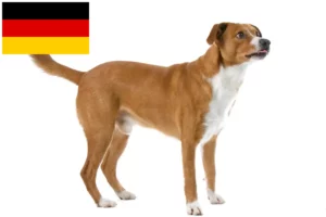 Přečtete si více ze článku Chovatelé rakouských pinčů a štěňat v Německu