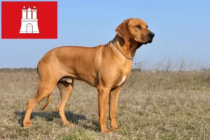 Přečtete si více ze článku Chovatelé rhodéských ridgebacků a štěňat v Hamburku