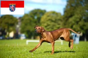 Přečtete si více ze článku Chovatelé rhodéských ridgebacků a štěňat v Hesensku