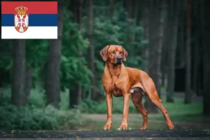 Přečtete si více ze článku Chovatelé rhodéských ridgebacků a štěňat v Srbsku