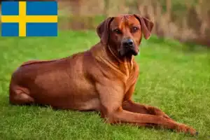 Přečtete si více ze článku Chovatelé rhodéských ridgebacků a štěňat ve Švédsku