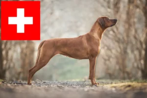 Přečtete si více ze článku Chovatelé rhodéských ridgebacků a štěňat ve Švýcarsku