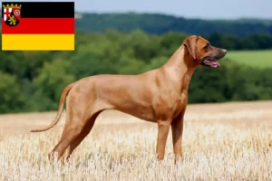 Přečtete si více ze článku Chovatelé rhodéských ridgebacků a štěňat v Porýní-Falci