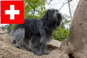 Přečtete si více ze článku Chovatelé a štěňata Schapendoes ve Švýcarsku