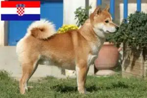 Přečtete si více ze článku Chovatelé shib a štěňat v Chorvatsku