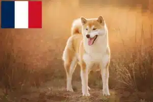 Přečtete si více ze článku Chovatelé shiba a štěňata ve Francii