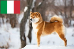 Přečtete si více ze článku Chovatelé shiba a štěňata v Itálii