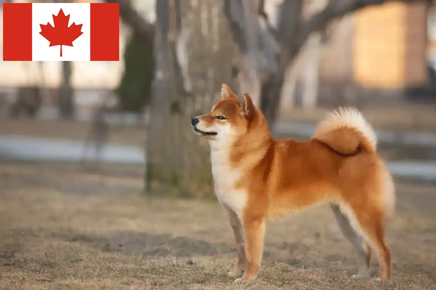 Shiba štěňata a chovatelé Kanada Zde najdete chovatele shib v Kanadě.