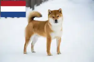 Přečtete si více ze článku Chovatelé shib a štěňata v Nizozemsku