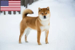 Přečtete si více ze článku Chovatelé shib a štěňata v USA