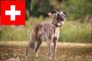 Přečtete si více ze článku Chovatelé a štěňata Silken Windsprite ve Švýcarsku