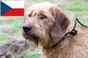 Přečtete si více ze článku Chovatelé a štěňata štýrského drátosrstého jezevčíka v České republice