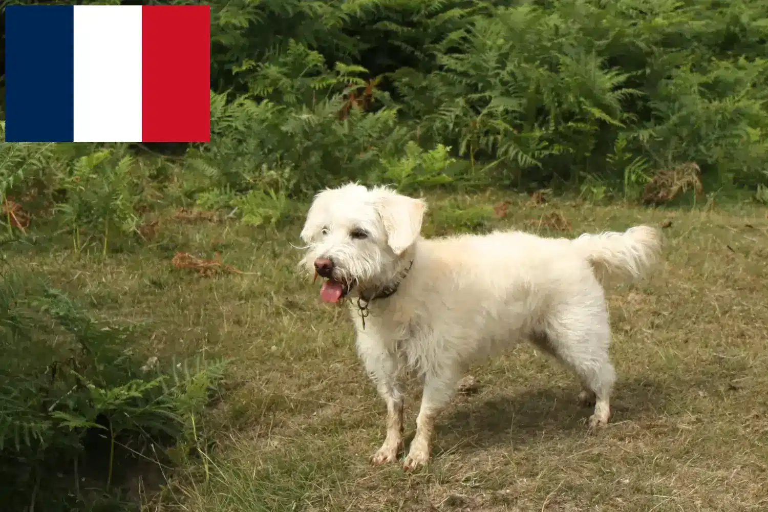 Westiepoo štěňata a chovatelé Francie Zde najdete chovatele westíků ve Francii.