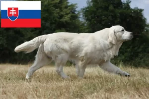 Přečtete si více ze článku Chovatelé zlatých retrívrů a štěňat na Slovensku