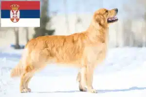 Přečtete si více ze článku Chovatelé zlatých retrívrů a štěňat v Srbsku