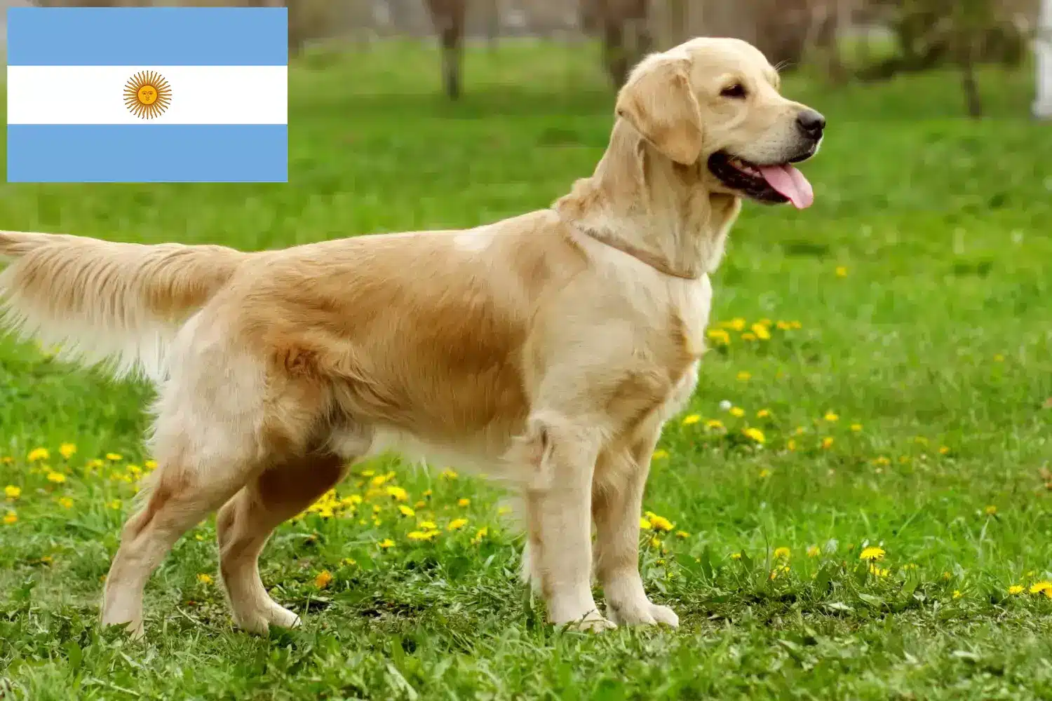 Štěňata a chovatelé zlatých retrívrů Argentina Zde najdete chovatele zlatých retrívrů v Argentině.