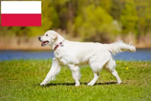 Přečtete si více ze článku Chovatelé zlatých retrívrů a štěňat v Polsku