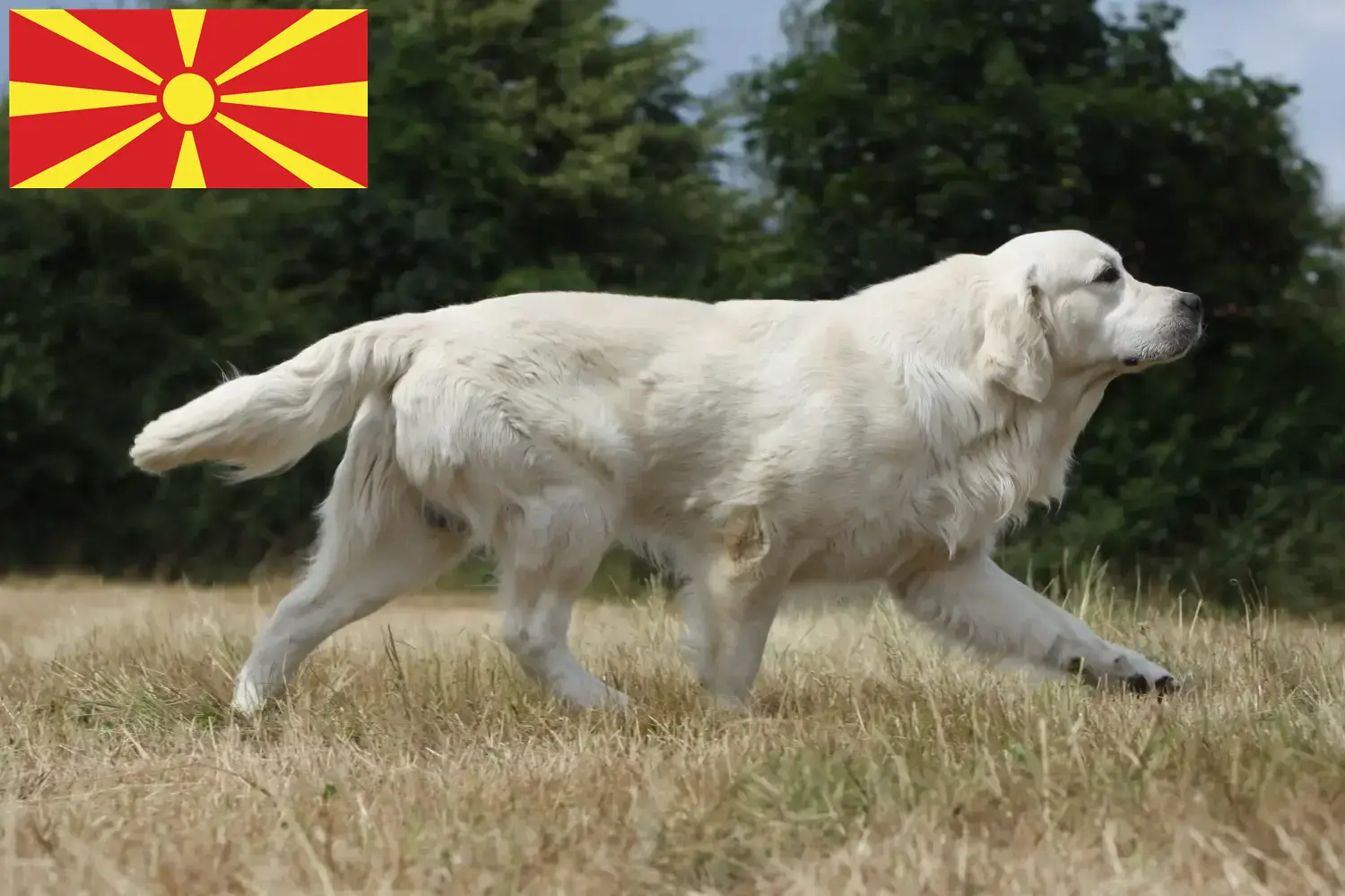 Přečtete si více ze článku Chovatelé zlatých retrívrů a štěňat v Severní Makedonii