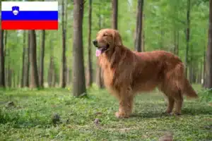 Přečtete si více ze článku Chovatelé zlatých retrívrů a štěňat ve Slovinsku