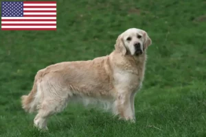 Přečtete si více ze článku Chovatelé zlatých retrívrů a štěňat v USA