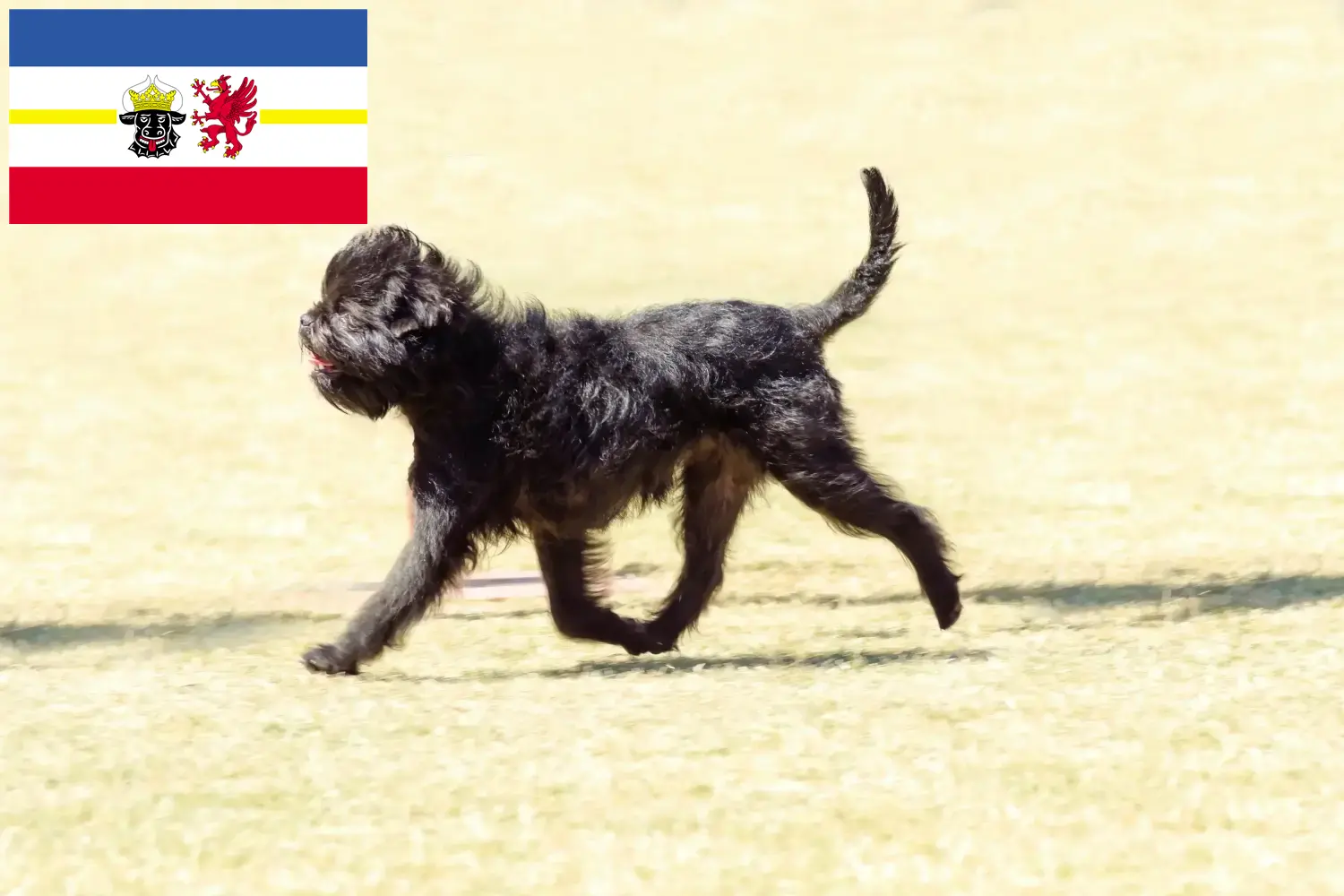 Affenpinscher štěňata a chovatelé Mecklenburg-Vorpommern Zde najdete chovatele Affenpinscherů v Meklenbursku-Předním Pomořansku.