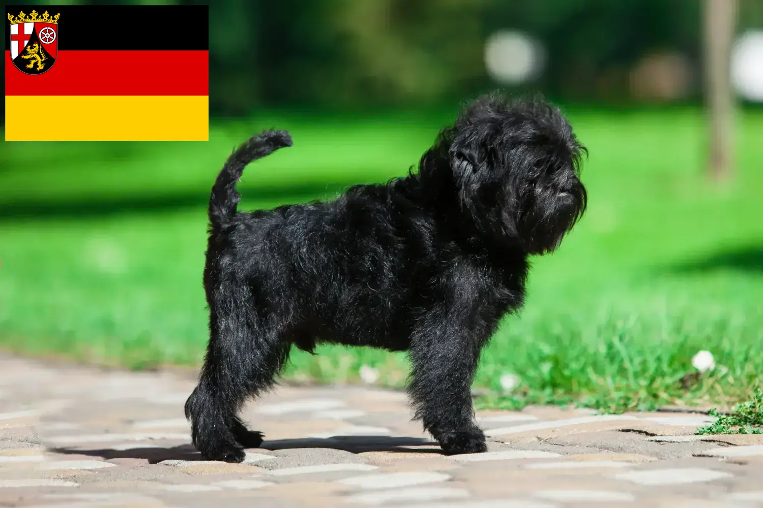 Affenpinscher štěňata a chovatelé Porýní-Falc Zde najdete chovatele Affenpinscherů v Porýní-Falci.