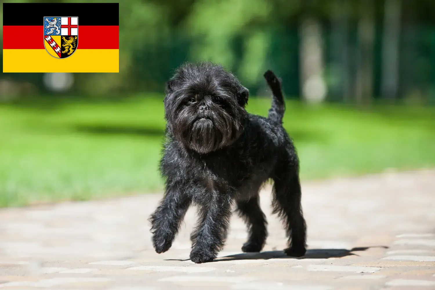 Affenpinscher štěňata a chovatelé Sársko Zde najdete chovatele Affenpinscherů v Sársku.