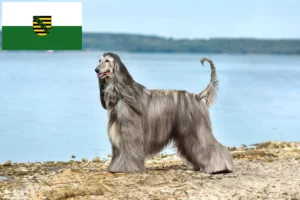 Přečtete si více ze článku Chovatelé afghánských chrtů a štěňat v Sasku