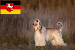Přečtete si více ze článku Chovatelé afghánských chrtů a štěňat v Dolním Sasku