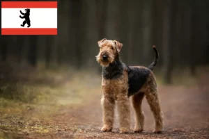 Přečtete si více ze článku Chovatelé airedale teriérů a štěňat v Berlíně