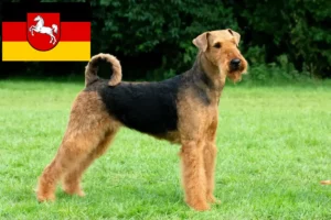 Přečtete si více ze článku Chovatelé airedale teriérů a štěňat v Dolním Sasku