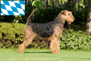 Přečtete si více ze článku Chovatelé airedale teriérů a štěňat v Bavorsku