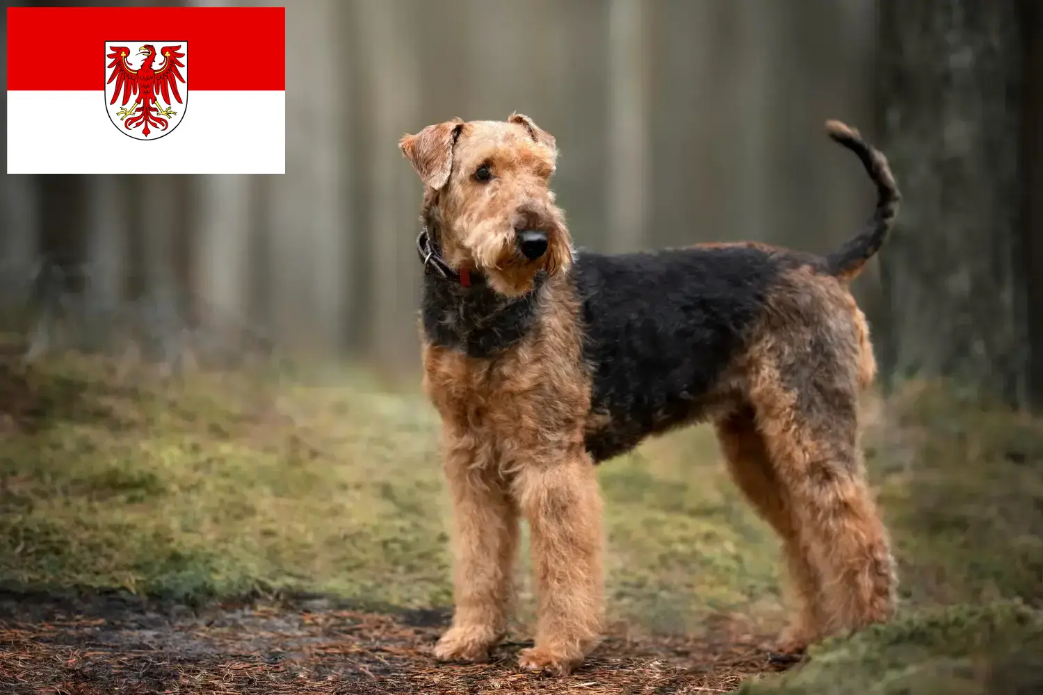 Štěňata airedale teriérů a chovatelé Brandenburg Najděte chovatele airedale teriérů v Brandenburgu.