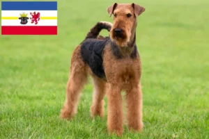 Přečtete si více ze článku Chovatelé airedale teriérů a štěňat v Meklenbursku-Předním Pomořansku