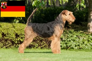 Přečtete si více ze článku Chovatelé airedale teriérů a štěňat v Porýní-Falci