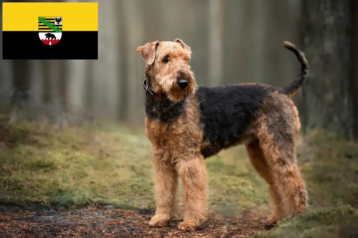 Štěňata airedale teriéra a chovatelé Sasko-Anhaltsko Najděte chovatele airedale teriérů v Sasku-Anhaltsku.