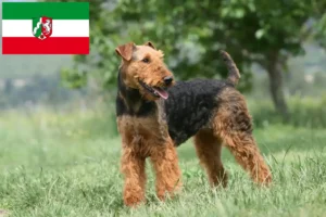 Přečtete si více ze článku Chovatelé airedale teriérů a štěňat v Severním Porýní-Vestfálsku