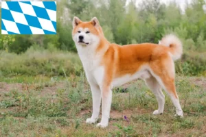 Přečtete si více ze článku Chovatelé akit a štěňat v Bavorsku