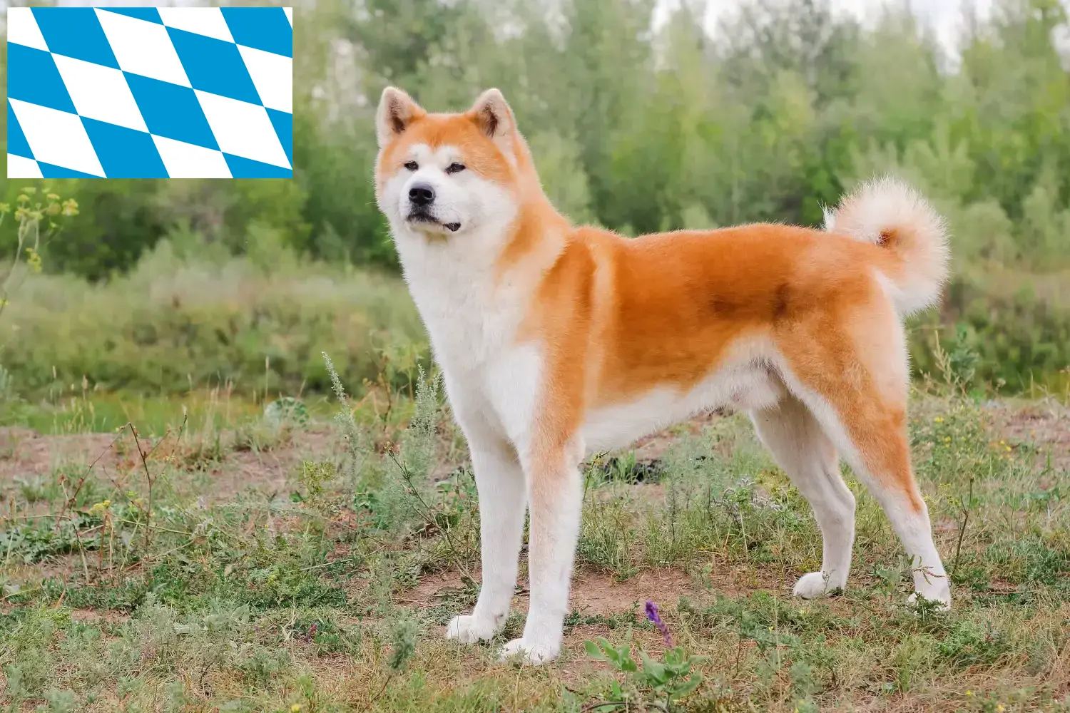 Přečtete si více ze článku Chovatelé akit a štěňat v Bavorsku