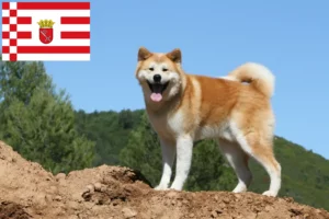 Přečtete si více ze článku Chovatelé akit a štěňat v Brémách