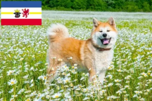 Přečtete si více ze článku Chovatelé akit a štěňat v Meklenbursku-Předním Pomořansku
