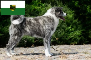 Přečtete si více ze článku Chovatelé akit a štěňata v Sasku