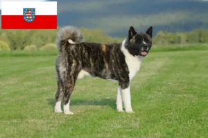 Přečtete si více ze článku Chovatelé akit a štěňat v Durynsku
