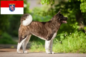 Přečtete si více ze článku Chovatelé akit a štěňat v Hesensku