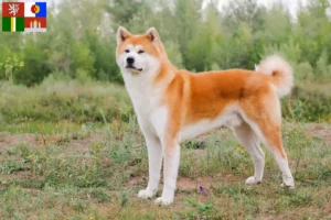 Přečtete si více ze článku Chovatelé akit a štěňat v Jihočeském kraji